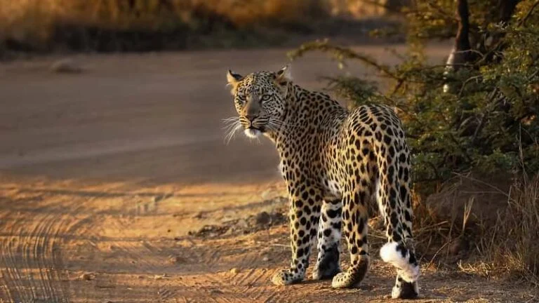 Ultimate Pilanesberg Open Vehicle Day Tour